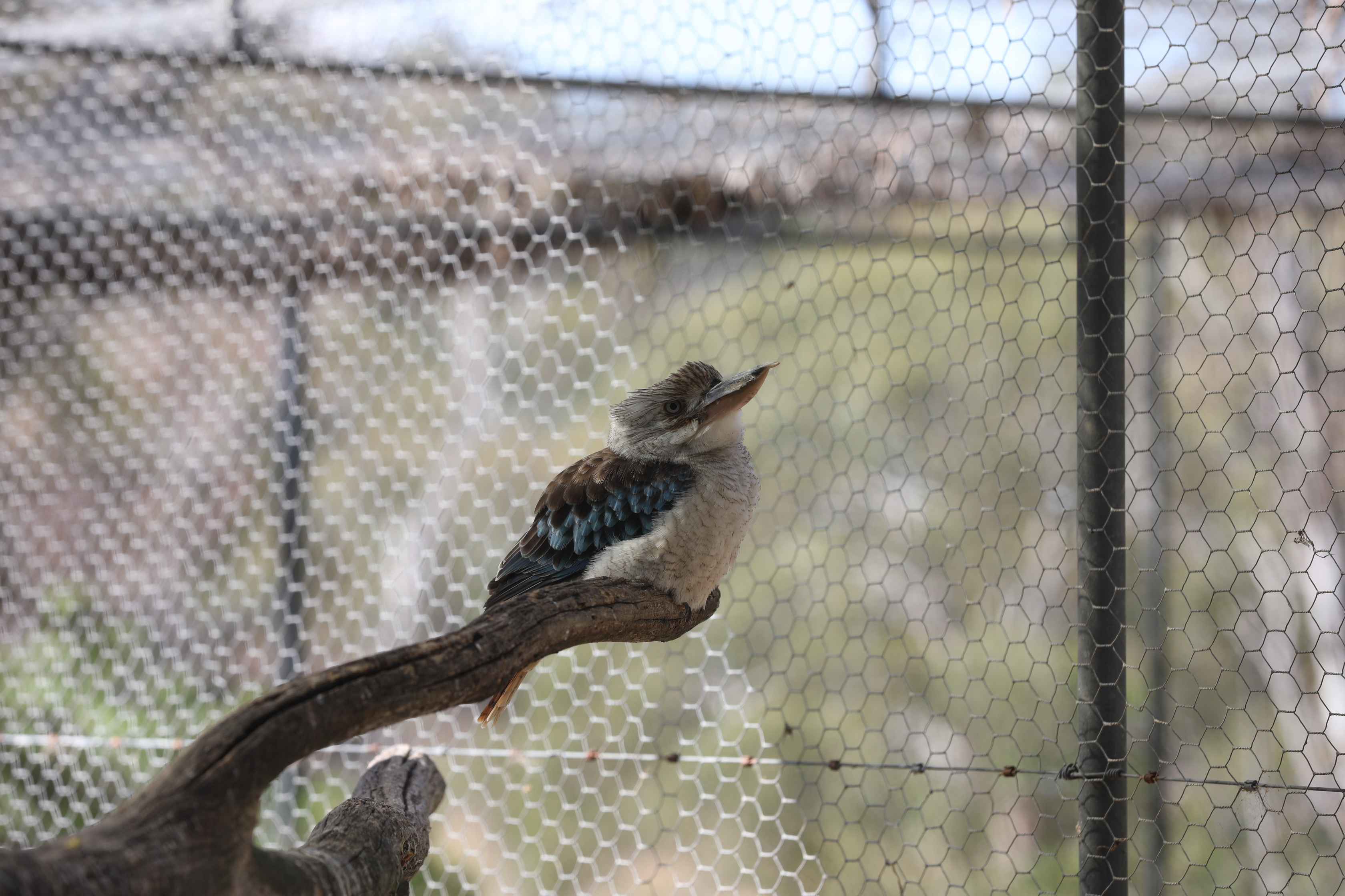 2019 11 22 16 31 22 Canon EOS 5D Mark IV 0031